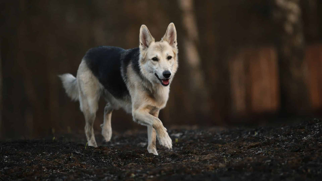 The Power of Ultra-High Protein Diets for Dogs
