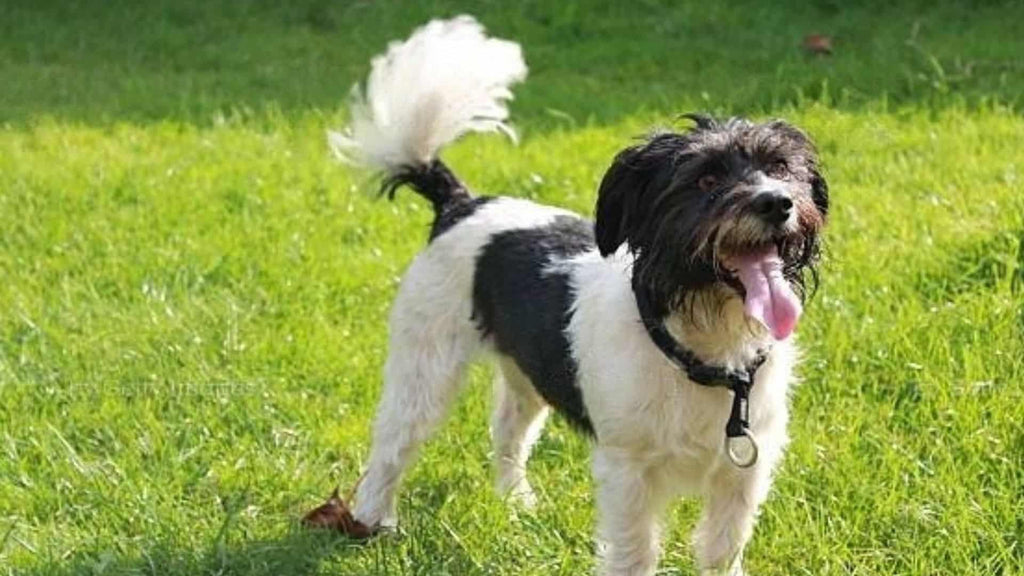 Is Your Dog Happy? 5 Clues Besides The Zoomies