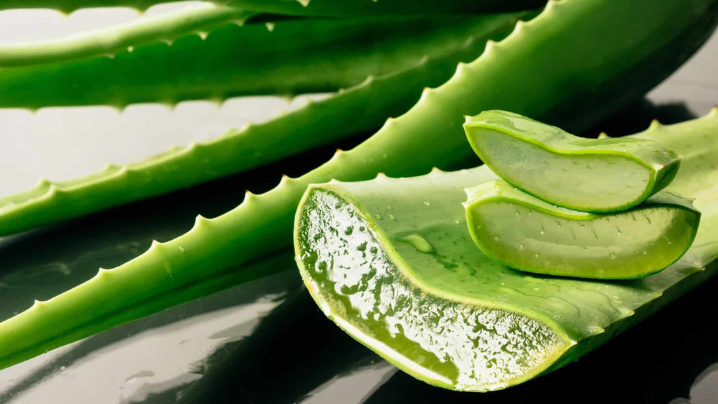 Aloe Vera: The Ancient Miracle Plant and Its Benefits to Cats