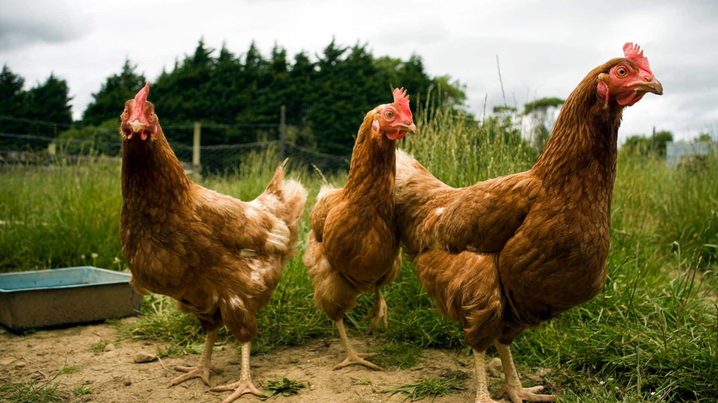 Why Your Cat’s New Zealand Chicken Beats Your Food