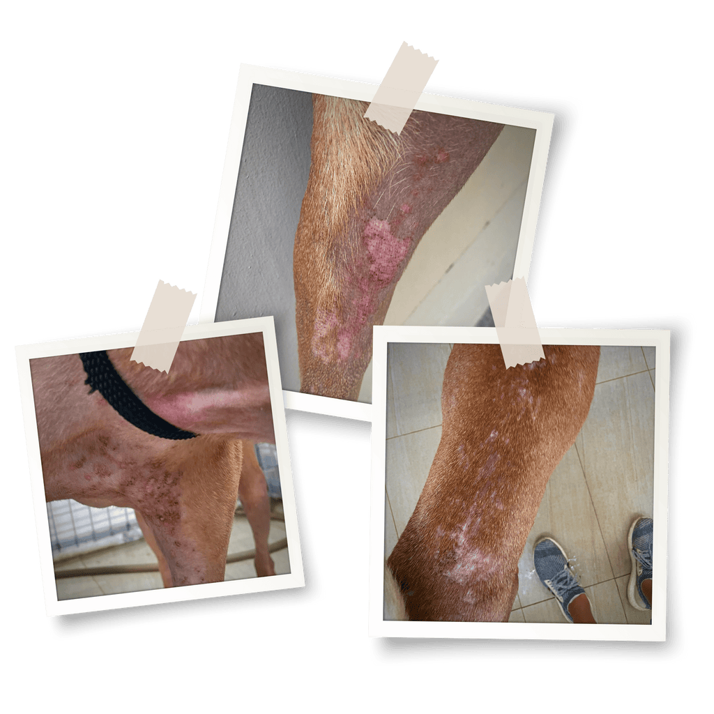 Singapore special surrendered for being “too big” transforms from being stressed to serene