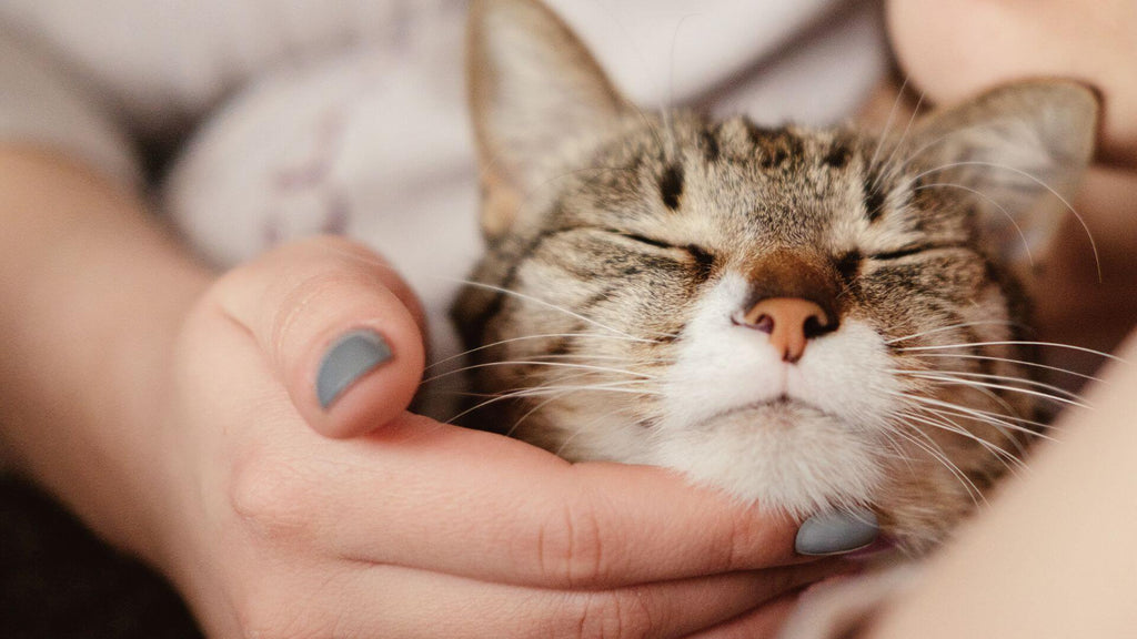Pamper Your Cat & Yourself: Beauty Tips