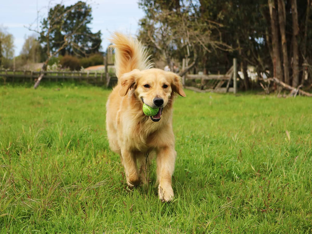Exercise Tips for Large Breed Dogs: Big Fun for Your Big Buddy