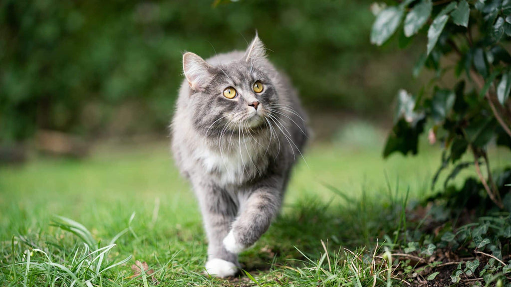 In is the New Out: Protecting Adult Cats from Outdoor Risks