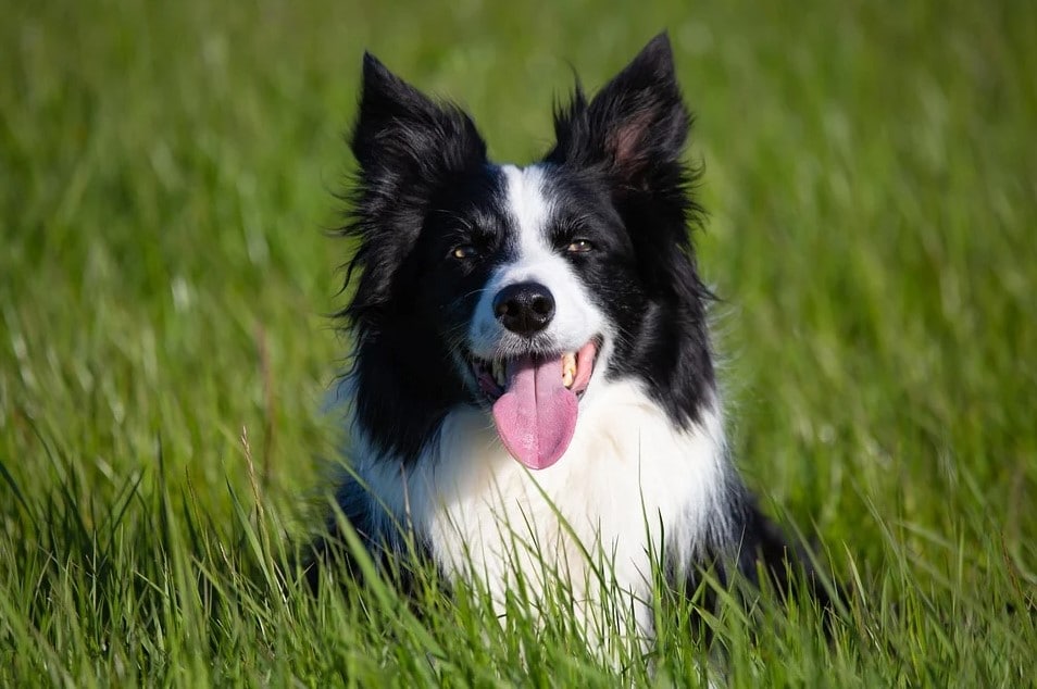 Hairballs in cats and dogs – Why it happens and how to prevent it