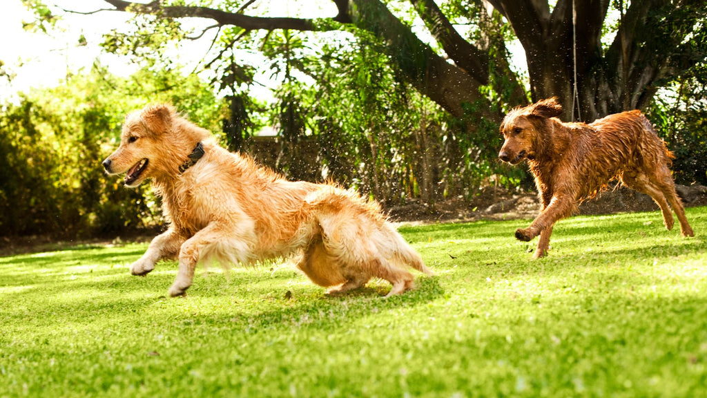 Unveiling Truths: Dogs on Plant-Based Diets