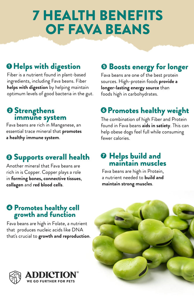 INFOGRAPHIC: 7 health benefits of Fava Beans