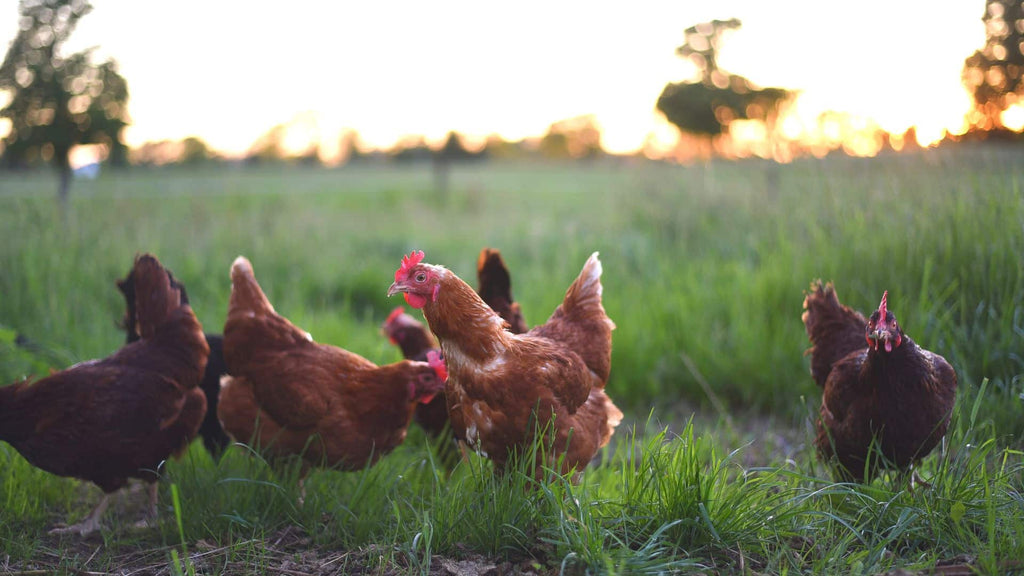 Why New Zealand Chicken is the Best for Your Cat
