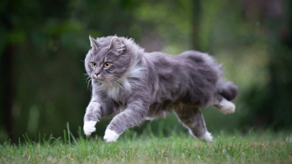 From Pounce to Purrfection: How the Right Diet Enhances Your Cat’s Hunting Skills