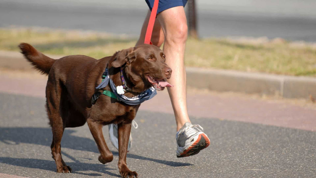 Omega-3: Your Dog’s Best Friend