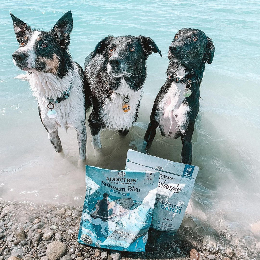 Is New Zealand-Made Pet Food Worth the Hype?