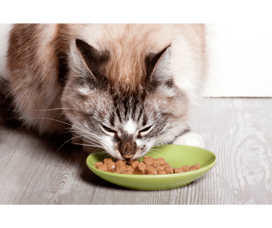Cats, Kidney, and Urinary Diseases: The low-down on organs down-below