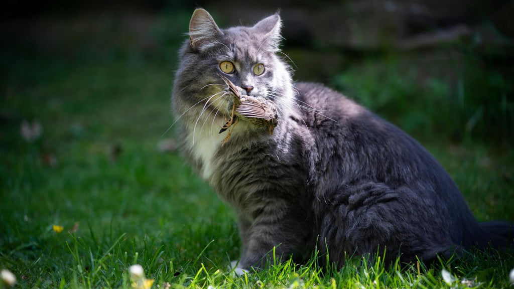 The Art of Feline Feeding: Why Your Cat Needs a Meat-First Diet