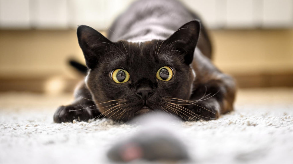 Unleashing the Power of a High-Protein Diet for Your Feline Hunter