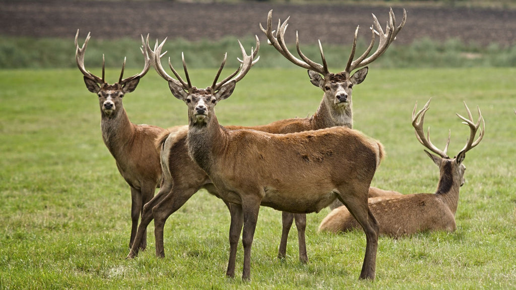 Deerly Beloved: Why Cats Crave Venison