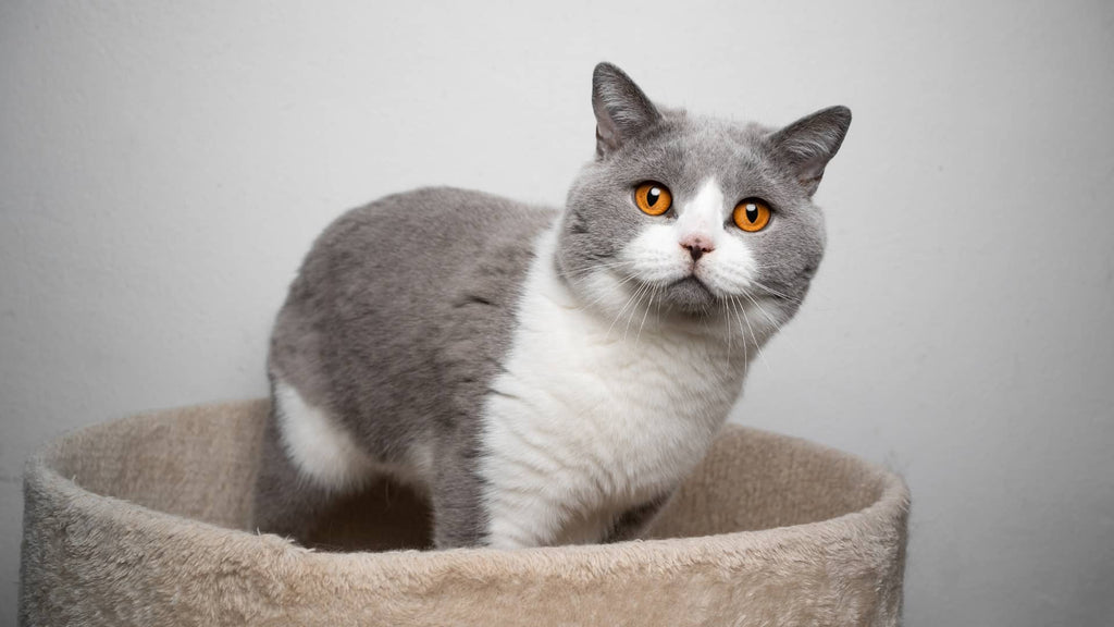 The Salmon Secret to Shiny Feline Fur