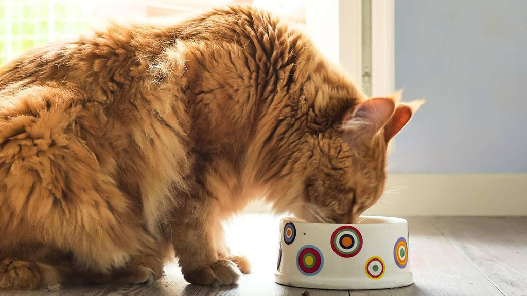Hunter 101: A Guide to Choosing the Best Food for Your Carnivorous Companion