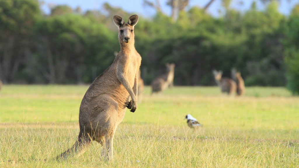 Kangaroo Meat — All Dogs’ New Favourite Protein