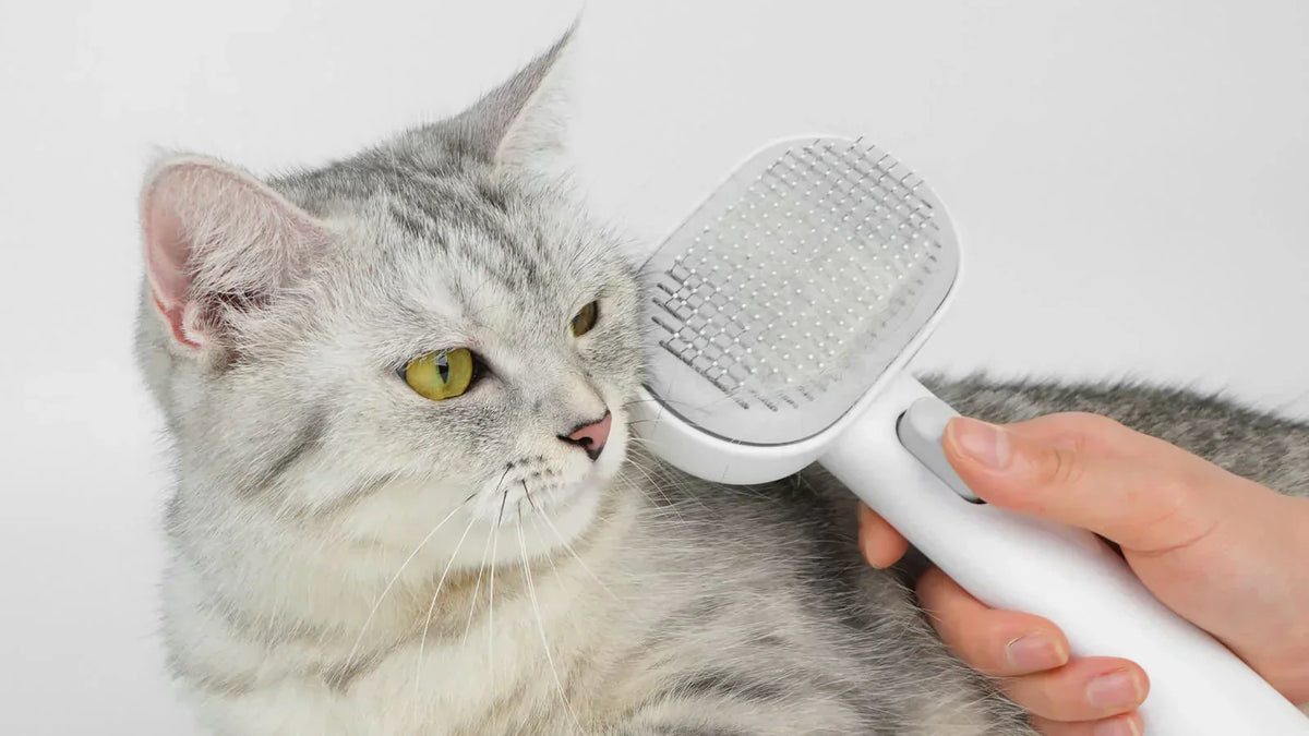 The Ultimate DIY Cat Grooming Guide: Essential Tools & How to Use Them ...