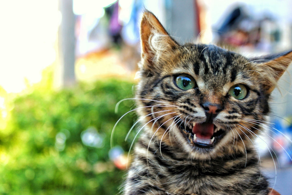 The different types of UTI in cats and its symptoms