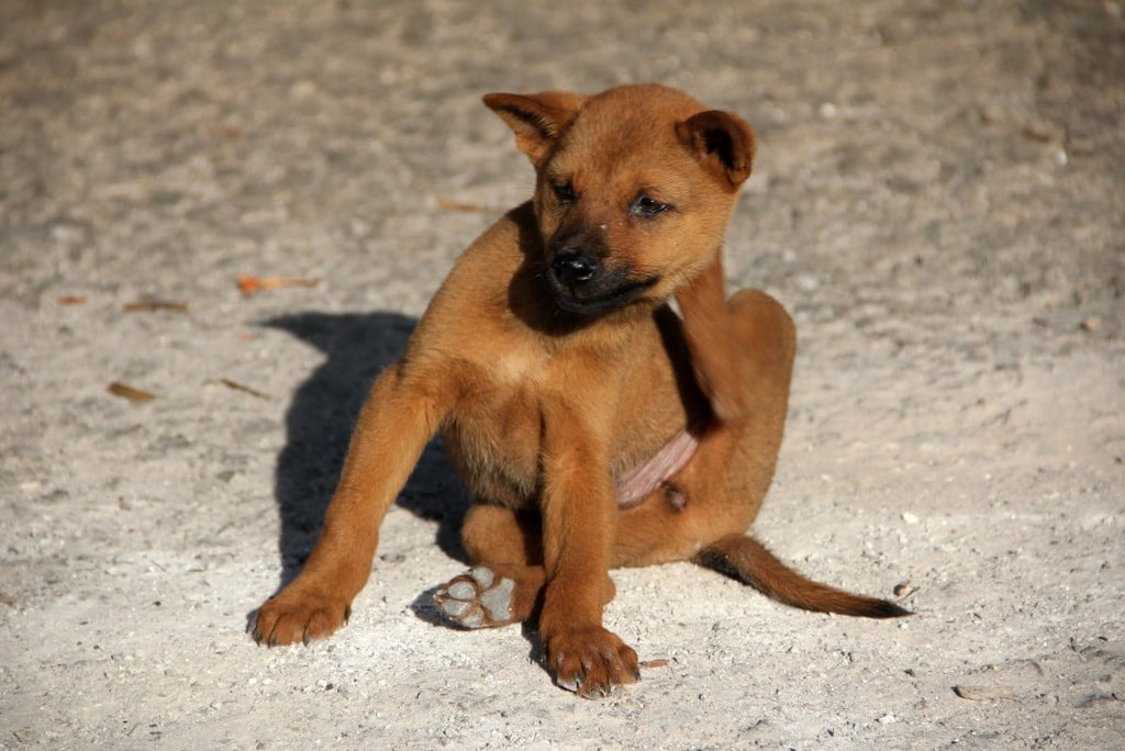 Health benefits of Venison for dogs with meat allergies