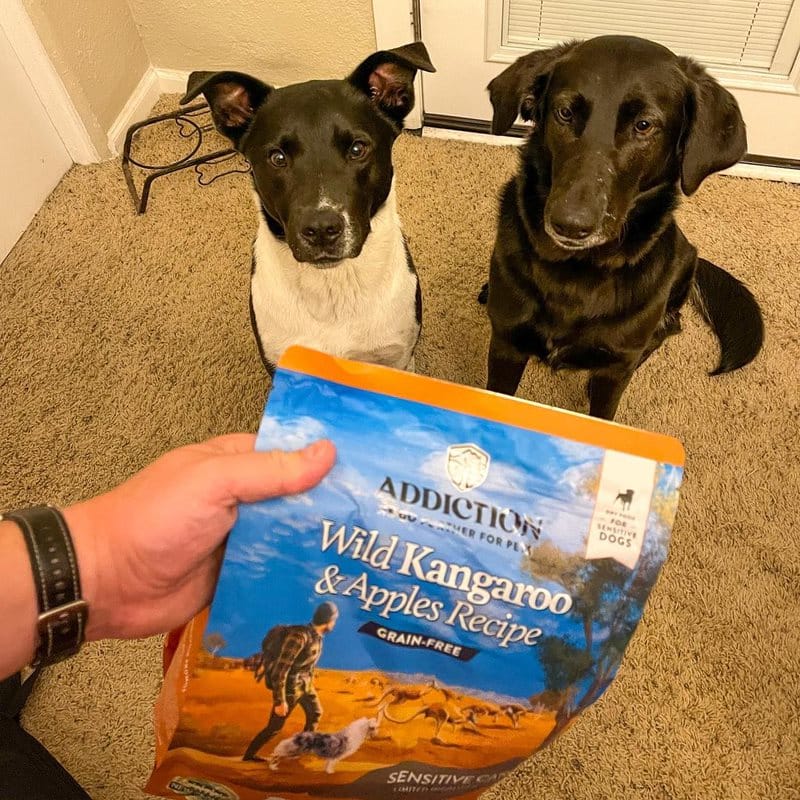 The Life-Changing Magic of Rescue Dogs