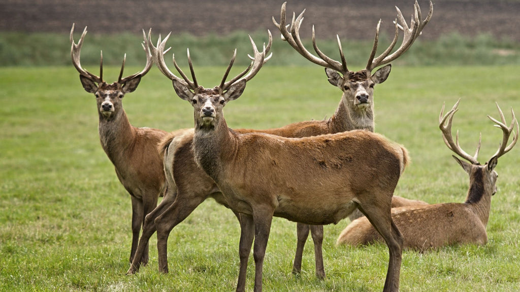 The Venison Advantage: Relief for Sensitive Canines