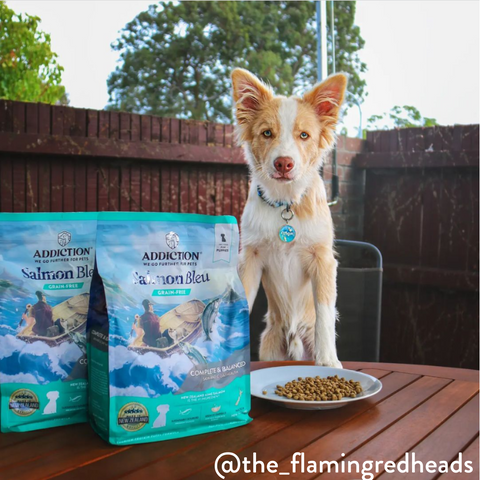 Salmon Bleu Puppy Dry Dog Food 1.8kg, 9kg