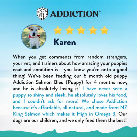 Salmon Bleu Puppy Dry Dog Food 1.8kg, 9kg