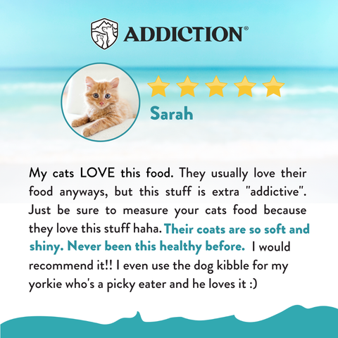 Salmon Bleu Dry Cat Food 1.8kg, 4.5kg